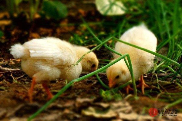 93鸡和什么属相最配,93年属鸡找对象属什么好 93鸡和什么属相最配,93年属鸡找对象属什么好