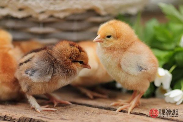 93鸡和什么属相最配,93年属鸡找对象属什么好 93鸡和什么属相最配,93年属鸡找对象属什么好