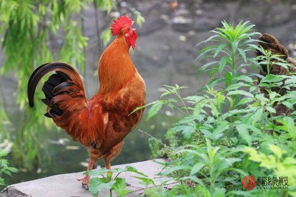 93鸡和什么属相最配,93年属鸡找对象属什么好 93鸡和什么属相最配,93年属鸡找对象属什么好