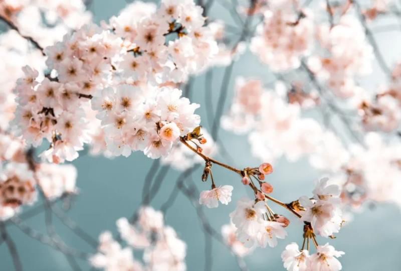 农历4月20日出生的人很可怕,4月20日出生是什么命