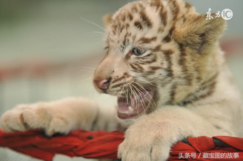 金银财宝随手来是指什么生肖,金银财宝随手拿一生肖 金银财宝随手来是指什么生肖,金银财宝随手拿一生肖