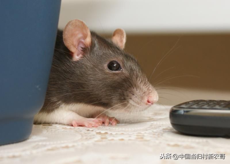 春风野火烧不尽打一生肖数,春风野火打一个正确生肖 春风野火烧不尽打一生肖数,春风野火打一个正确生肖