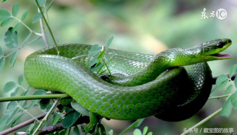 金银财宝随手来是指什么生肖,金银财宝随手拿一生肖 金银财宝随手来是指什么生肖,金银财宝随手拿一生肖