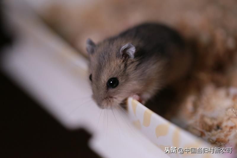 春风野火烧不尽打一生肖数,春风野火打一个正确生肖 春风野火烧不尽打一生肖数,春风野火打一个正确生肖