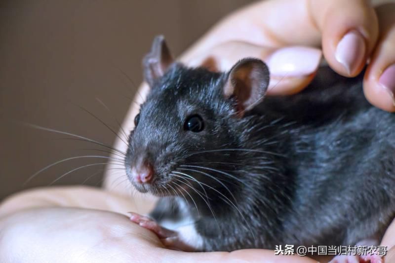 春风野火烧不尽打一生肖数,春风野火打一个正确生肖 春风野火烧不尽打一生肖数,春风野火打一个正确生肖