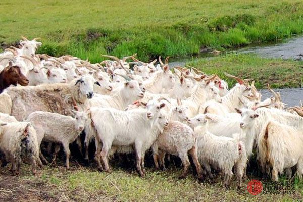 91羊女和什么属相最配属狗男,1991属羊一生三大劫难 91羊女和什么属相最配属狗男,1991属羊一生三大劫难