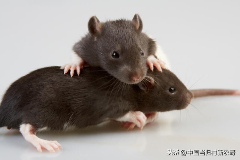 春风野火烧不尽打一生肖数,春风野火打一个正确生肖 春风野火烧不尽打一生肖数,春风野火打一个正确生肖