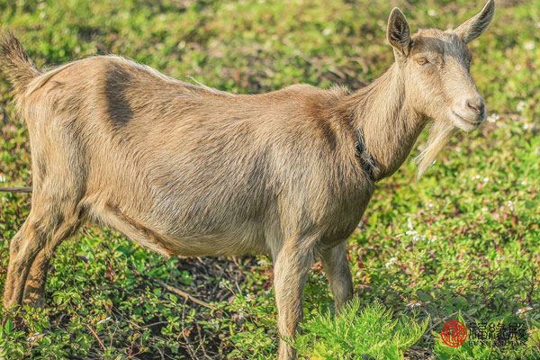 91羊女和什么属相最配属狗男,1991属羊一生三大劫难 91羊女和什么属相最配属狗男,1991属羊一生三大劫难