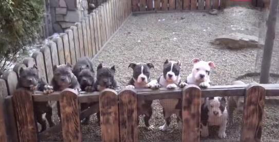 狗突然离世是挡灾吗,狗死对家运有何征兆