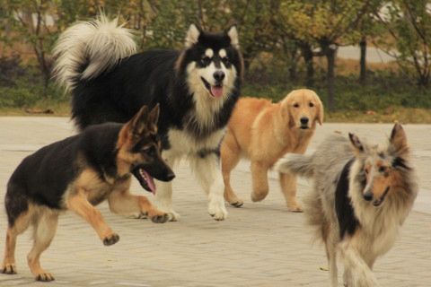 乱动门神土地惹灾祸，狗狗救主挡灾祸