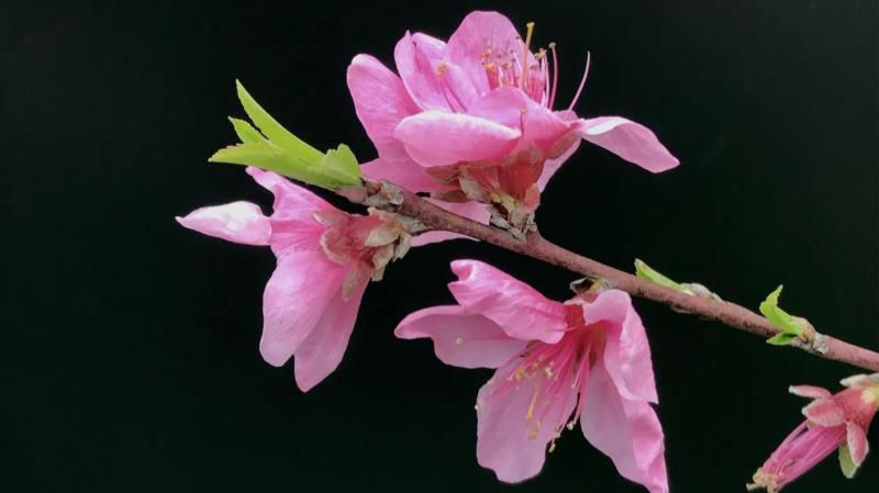 桃花的寓意和象征