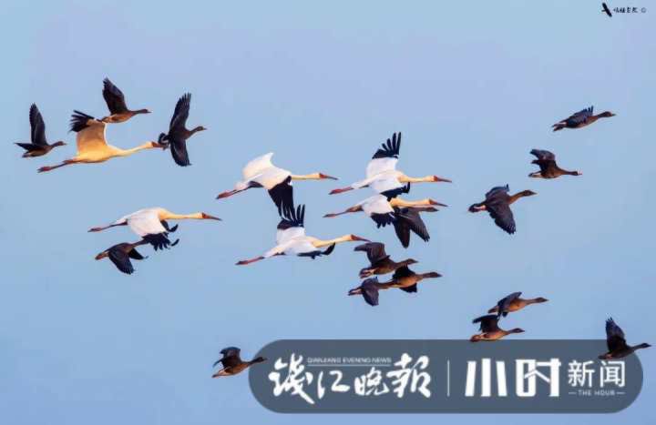 自带仙气的它来了！时隔十年，国家一级重点保护野生动物白鹤现身浙江