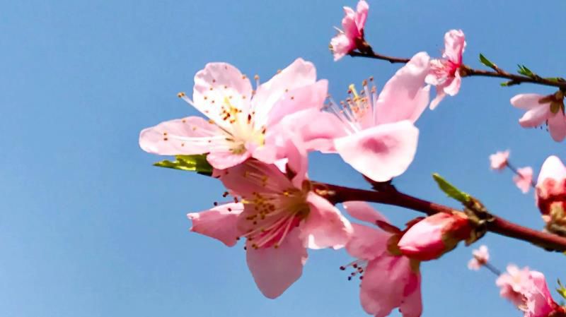 桃花的寓意和象征