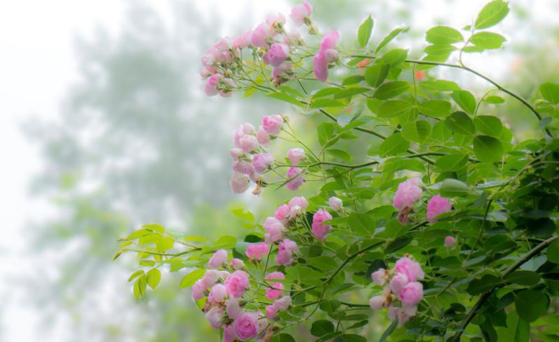 未来三个月，4个星座女，飞上枝头变凤凰，涅槃之后，迎来大发展