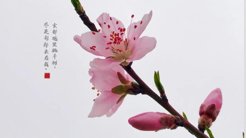 桃花的寓意和象征