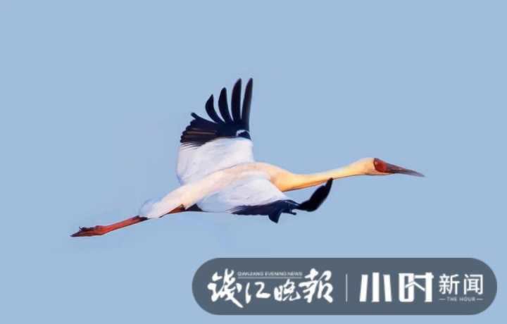 自带仙气的它来了！时隔十年，国家一级重点保护野生动物白鹤现身浙江