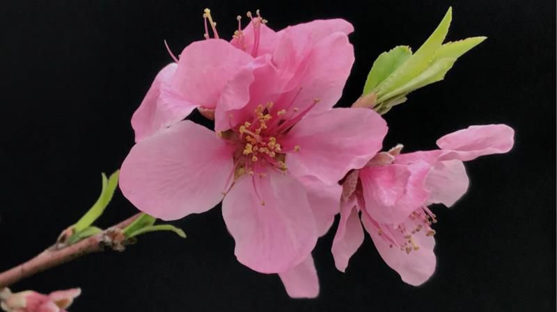 桃花的寓意和象征