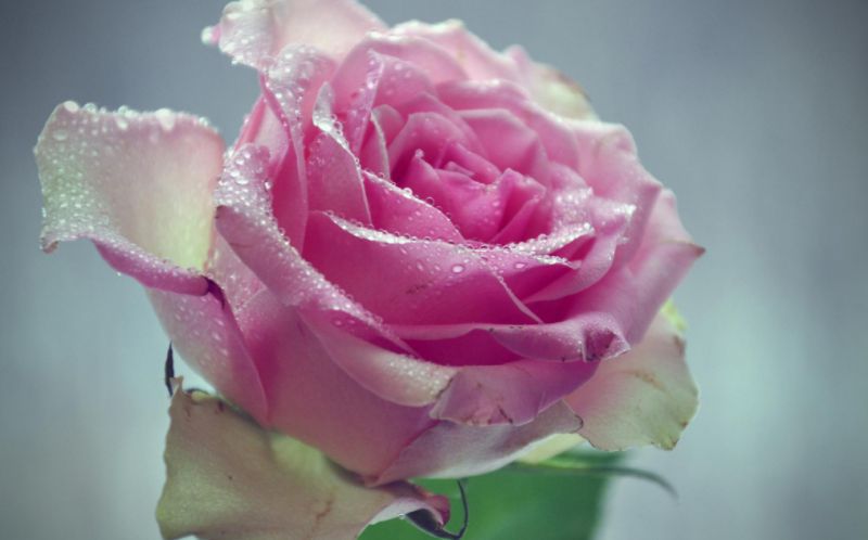 未来三个月，4个星座女，飞上枝头变凤凰，涅槃之后，迎来大发展