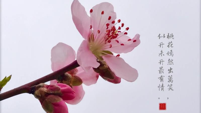 桃花的寓意和象征