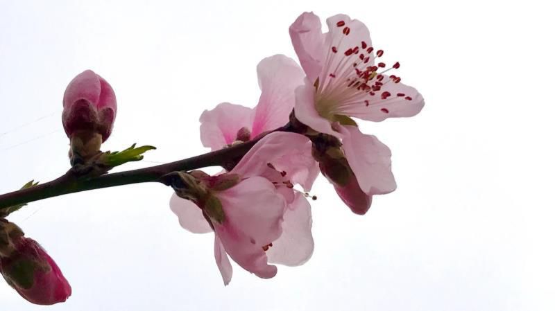 桃花的寓意和象征