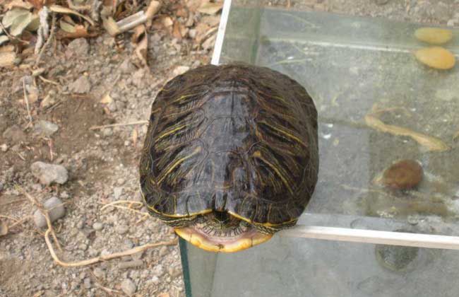 乌龟能招财吗 家养乌龟放在哪里招财