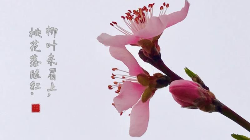 桃花的寓意和象征