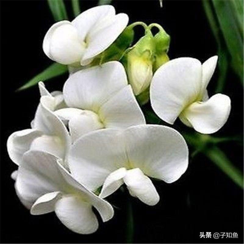 无醋不爱的星座，爱情中容易缺乏安全感，控制欲满满，请细品