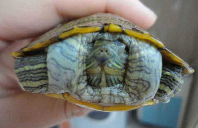 乌龟能招财吗 家养乌龟放在哪里招财