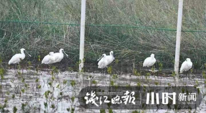 自带仙气的它来了！时隔十年，国家一级重点保护野生动物白鹤现身浙江