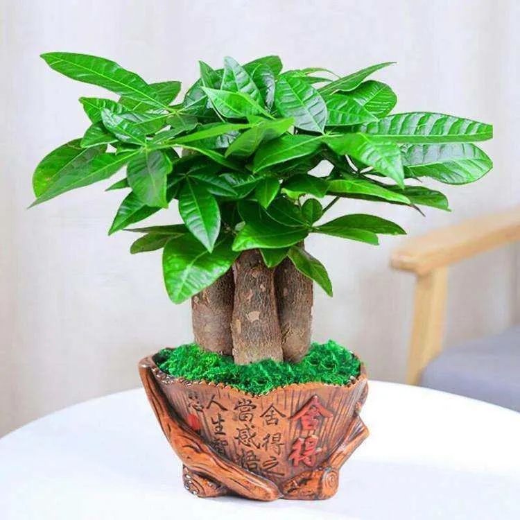 搬家先搬什么东西最旺财？