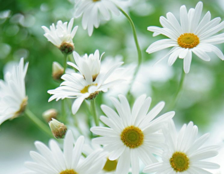 明年，4个星座女，有钱有颜，不缺人爱，走到哪都是人群焦点