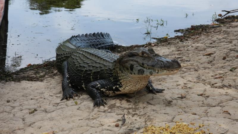 盘点世界上最强大的10种鳄鱼，体重超过1000公斤，比老虎大4倍