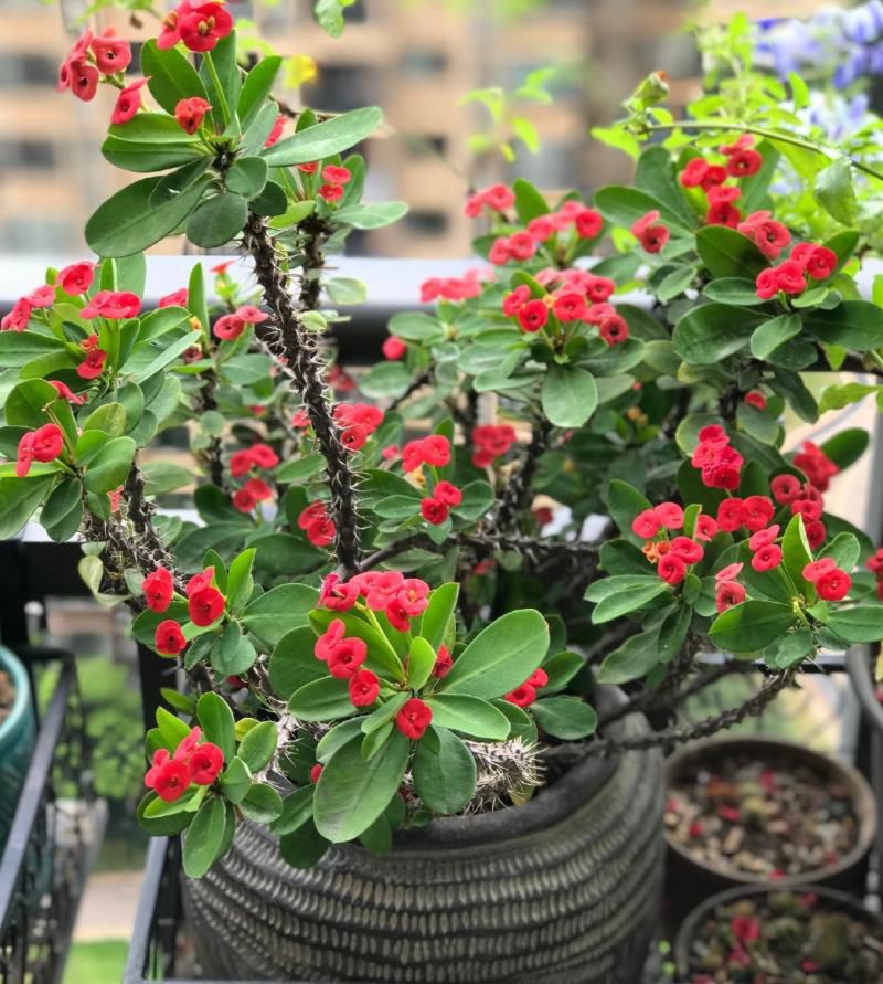 室内养“10种”花草，好养易活，茂盛常绿，提神醒脑净化空气