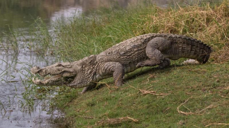 盘点世界上最强大的10种鳄鱼，体重超过1000公斤，比老虎大4倍