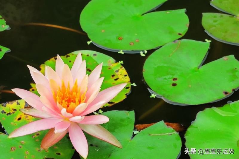 聪明到让人害怕的4个星座女，十分出色，让许多男士都望尘莫及