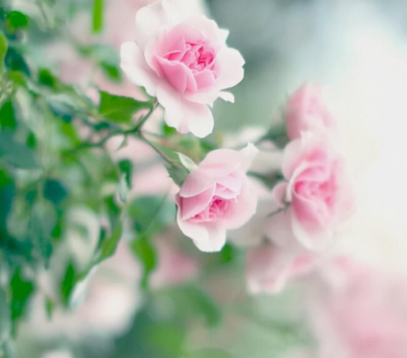 明年，4个星座女，有钱有颜，不缺人爱，走到哪都是人群焦点