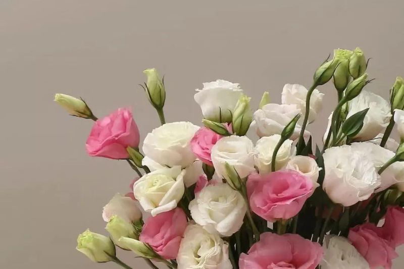 2022年六月份：狮子座整体运势详细解析，好事发生以及注意事项