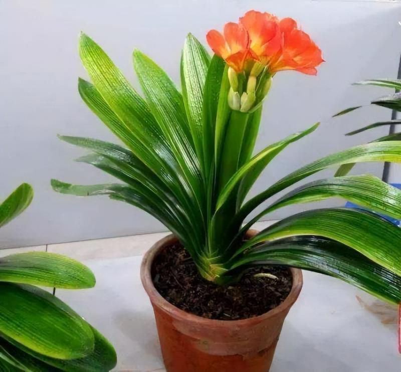 室内养“10种”花草，好养易活，茂盛常绿，提神醒脑净化空气