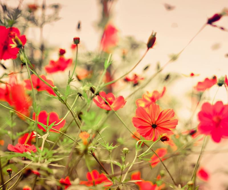 明年，4个星座女，有钱有颜，不缺人爱，走到哪都是人群焦点