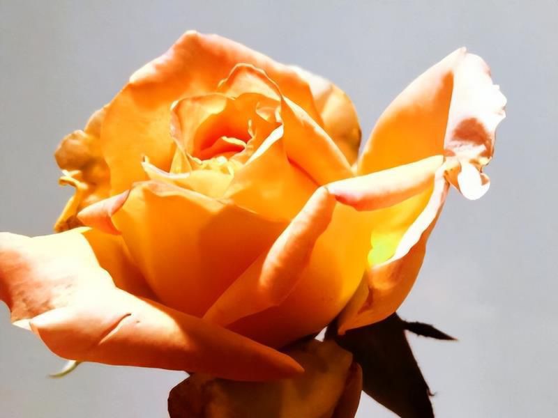 走心的水瓶座，在感情中，会有哪些特质？念念不忘，必有回响