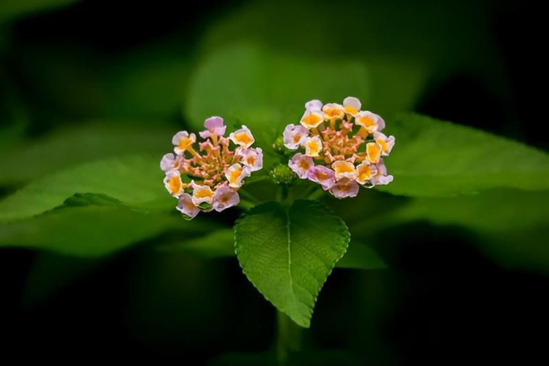 很注重外在形象的星座女，有品位、识大体，拥有独特的魅力