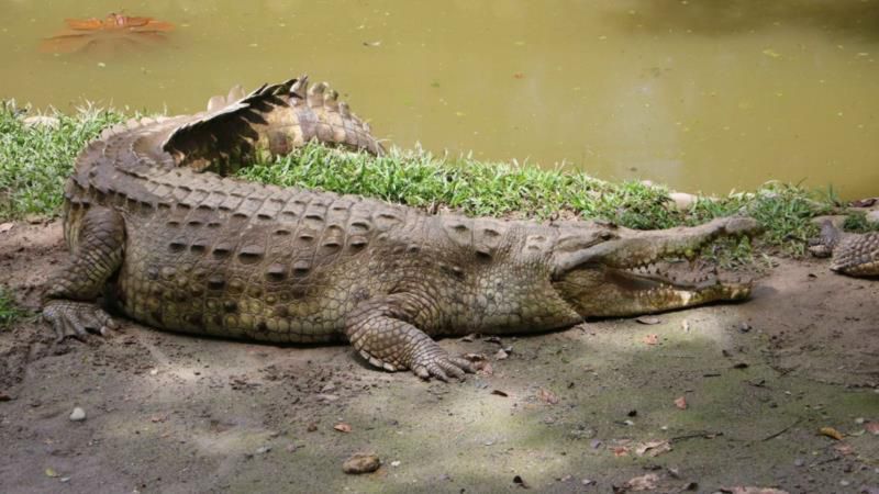 盘点世界上最强大的10种鳄鱼，体重超过1000公斤，比老虎大4倍