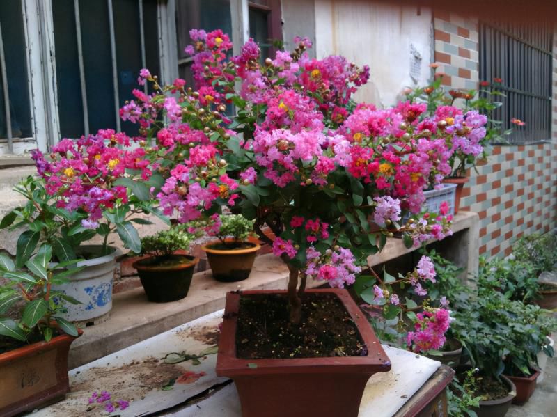 七种吉祥树，有的花美，有的爱结果，房前屋后种一棵，实用又旺家