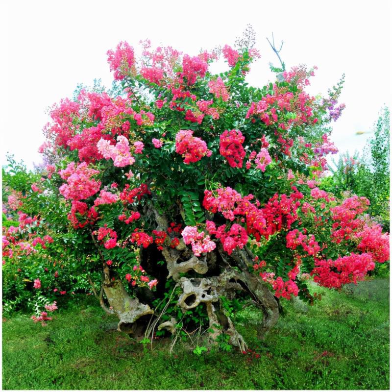 七种吉祥树，有的花美，有的爱结果，房前屋后种一棵，实用又旺家