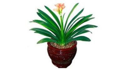 你家的植物和你的生肖相冲吗？