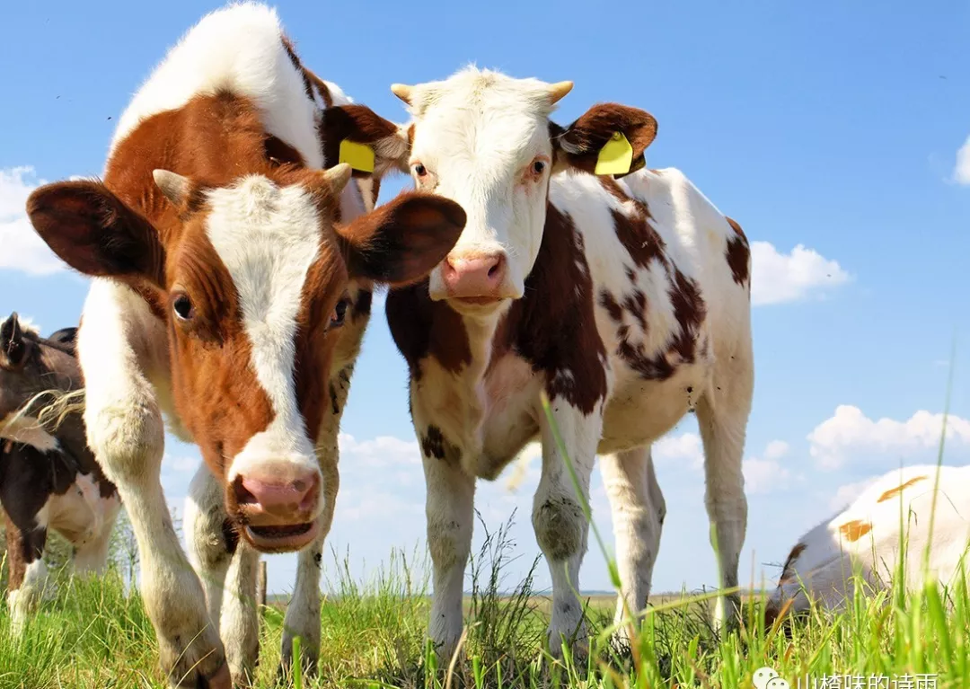 生肖牛跟这个属相结婚，天生一对，幸福美满！