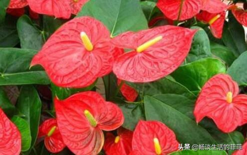 红掌在家居风水中的作用，摆放对了对宅中的女主人特别好