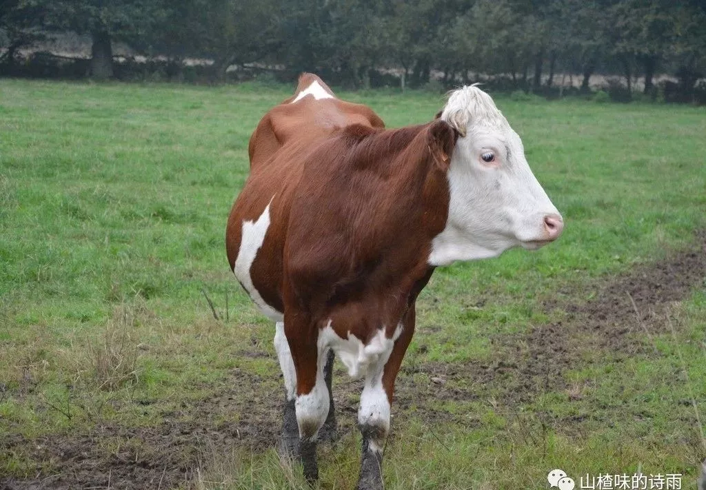 生肖牛跟这个属相结婚，天生一对，幸福美满！