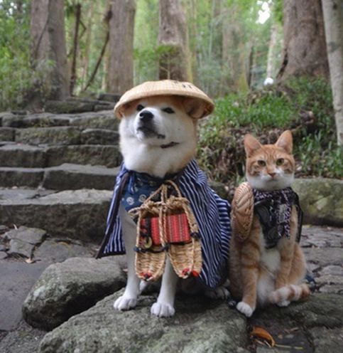 根据你的出生日期，养猫狗可能使你衰到贴地，霉运连连