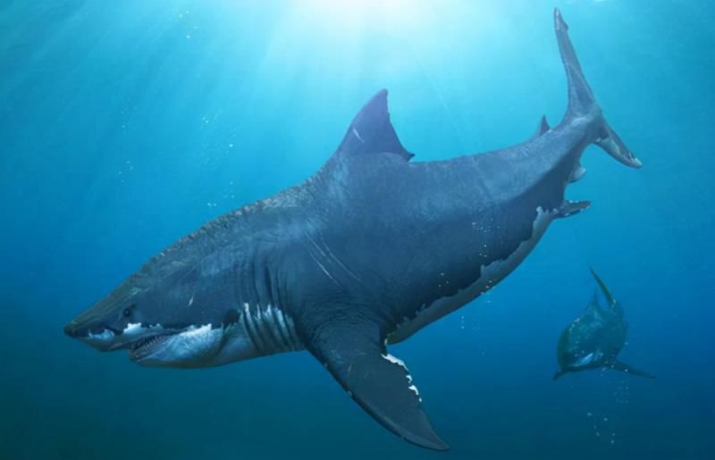 “巨齿鲨”还活着？夏威夷海域发现一条巨型鲨鱼，实在是太大了